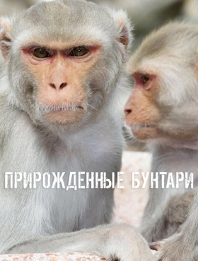 Прирожденные бунтари