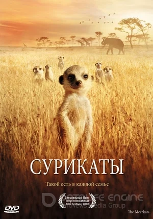 Сурикаты